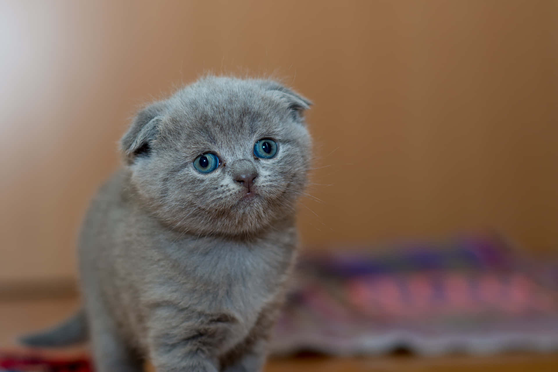 Adorable Scottish Fold Feline Profile Picture Background