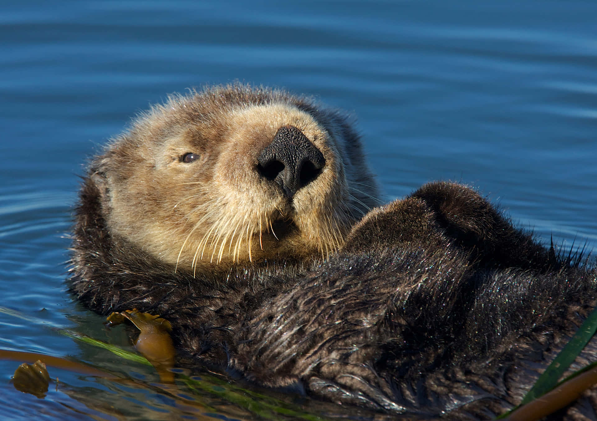 Adorable Sea Otter Floating In Blue Waters