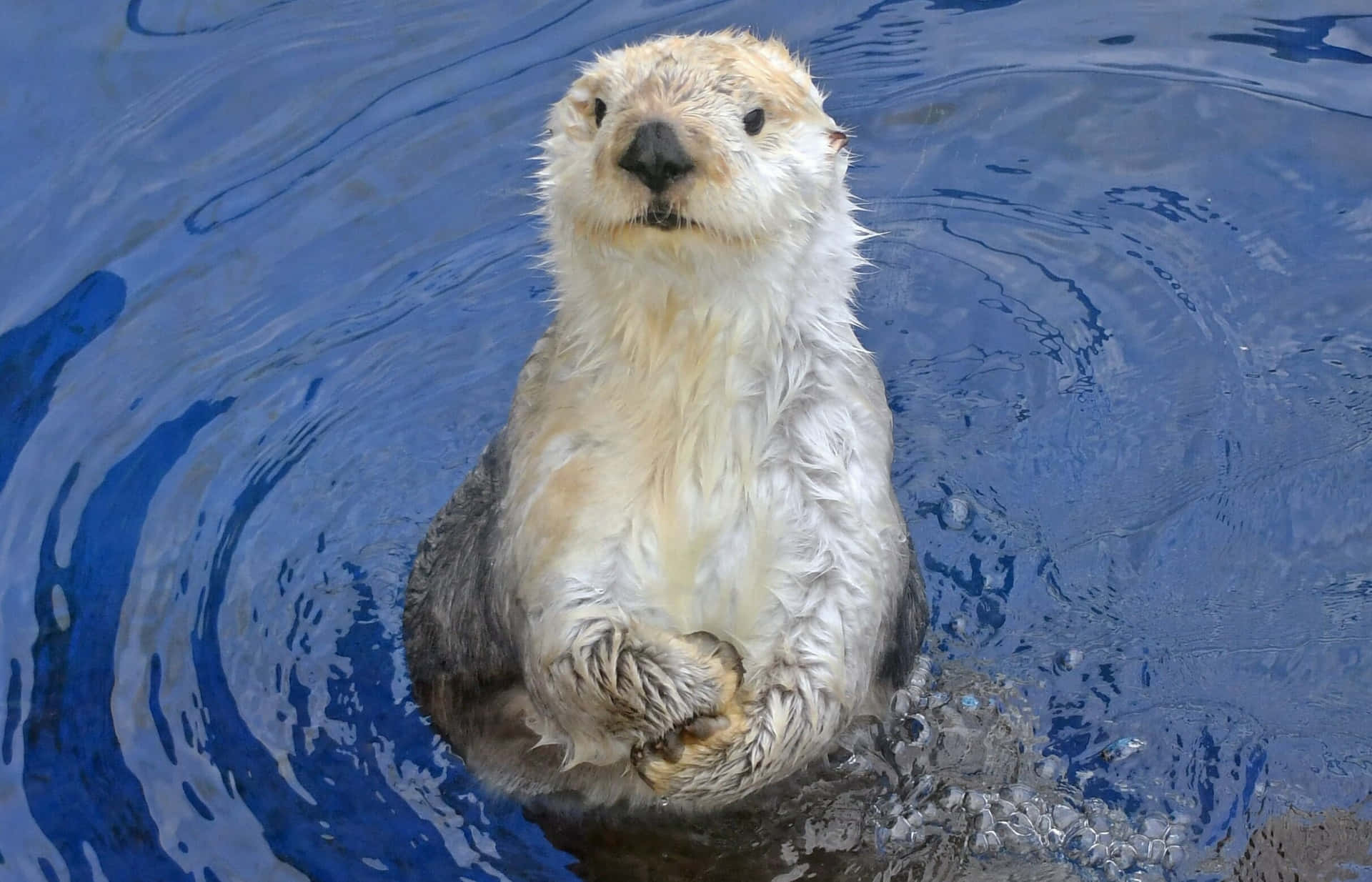 Adorable Sea Otter Floating Background