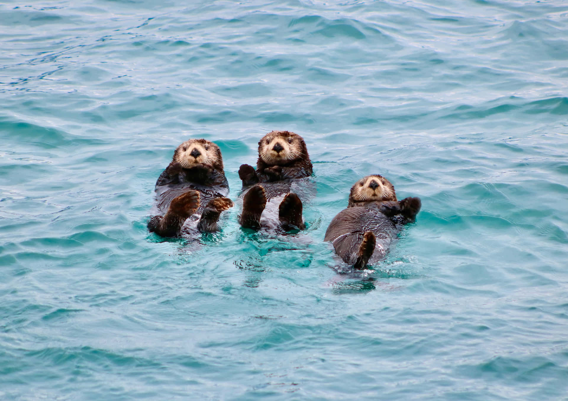 Adorable Sea Otter Playing In The Blue Waters Background