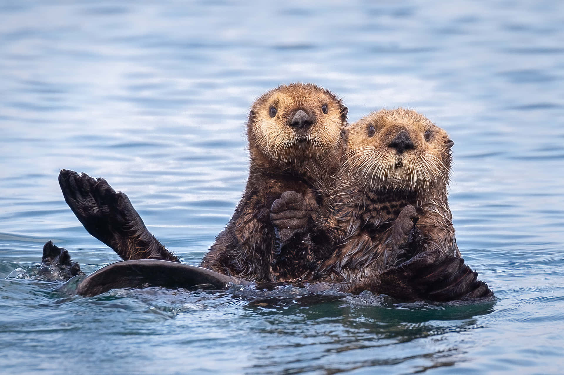 Adorable_ Sea_ Otters_ Floating_ Together.jpg Background
