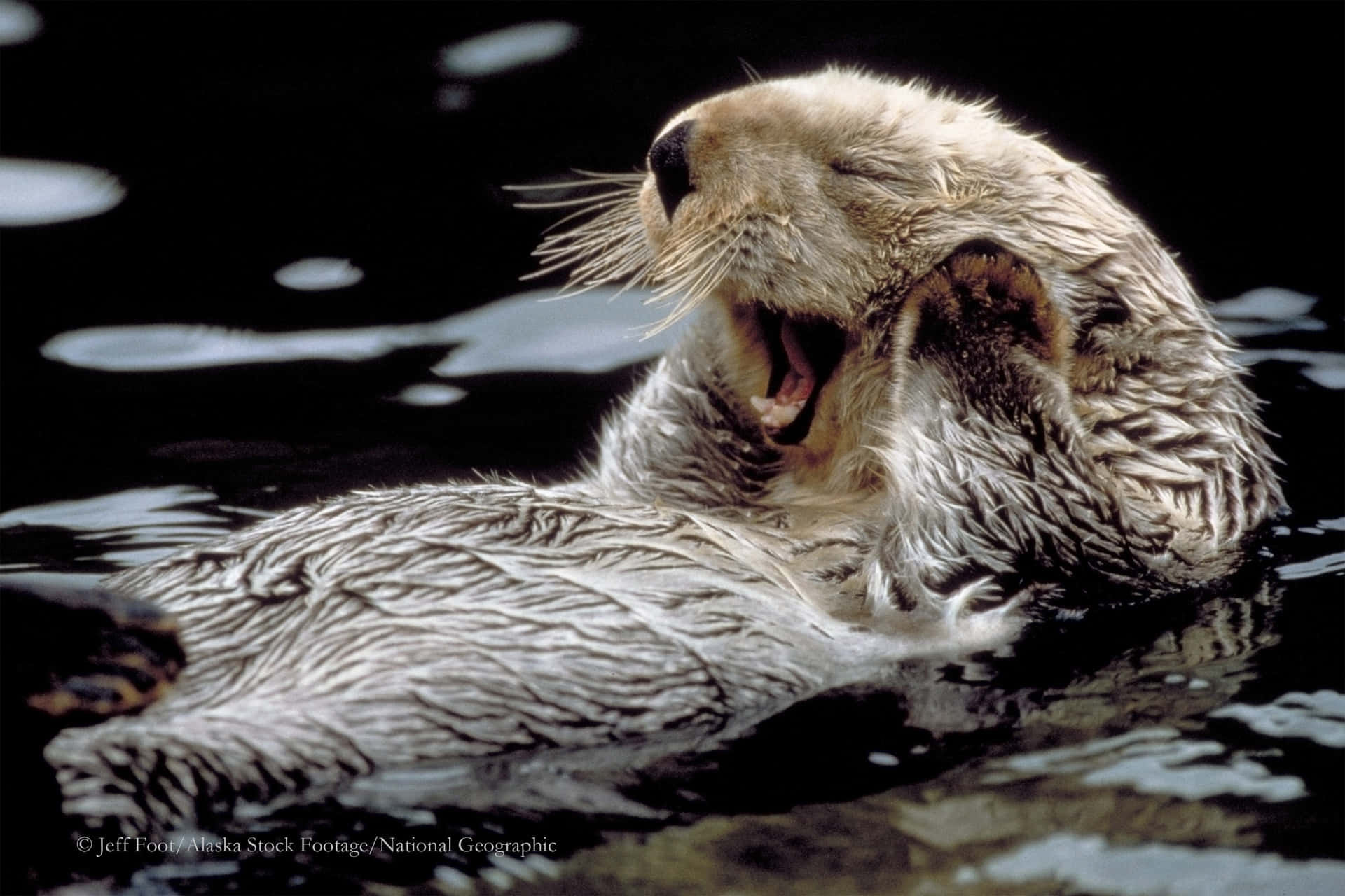 Adorable Seal Pup Enjoying Their Home At Sea Background