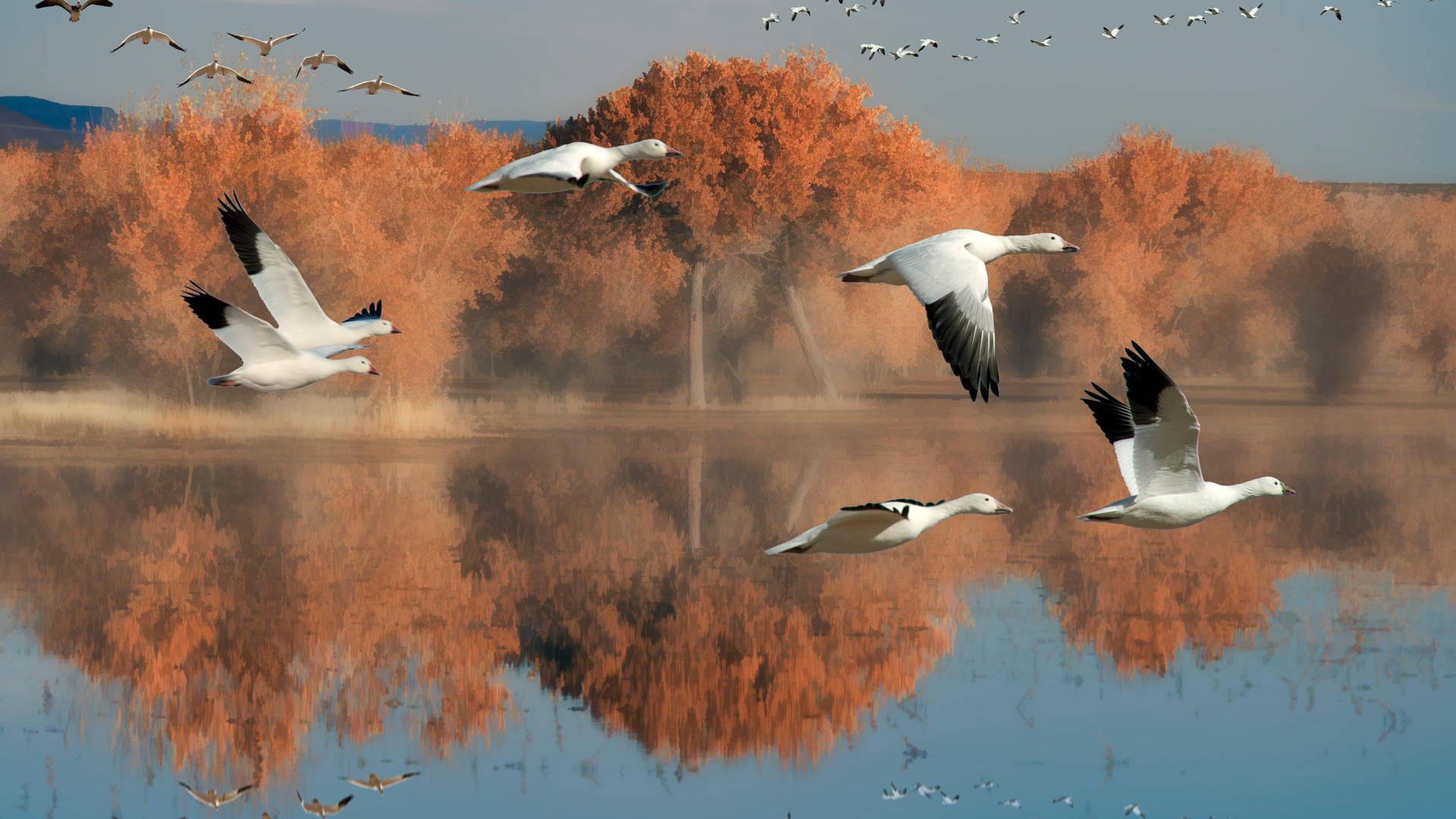 Adorable Shot Of Wild Geese Background