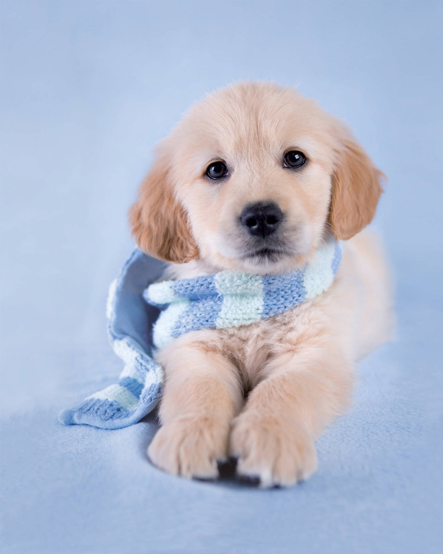 Adorable Show Golden Retriever Puppy Background