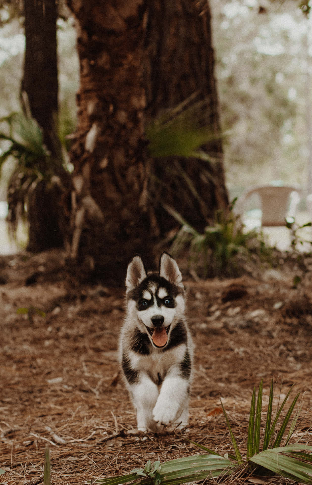 Adorable Siberian Husky Puppy Running