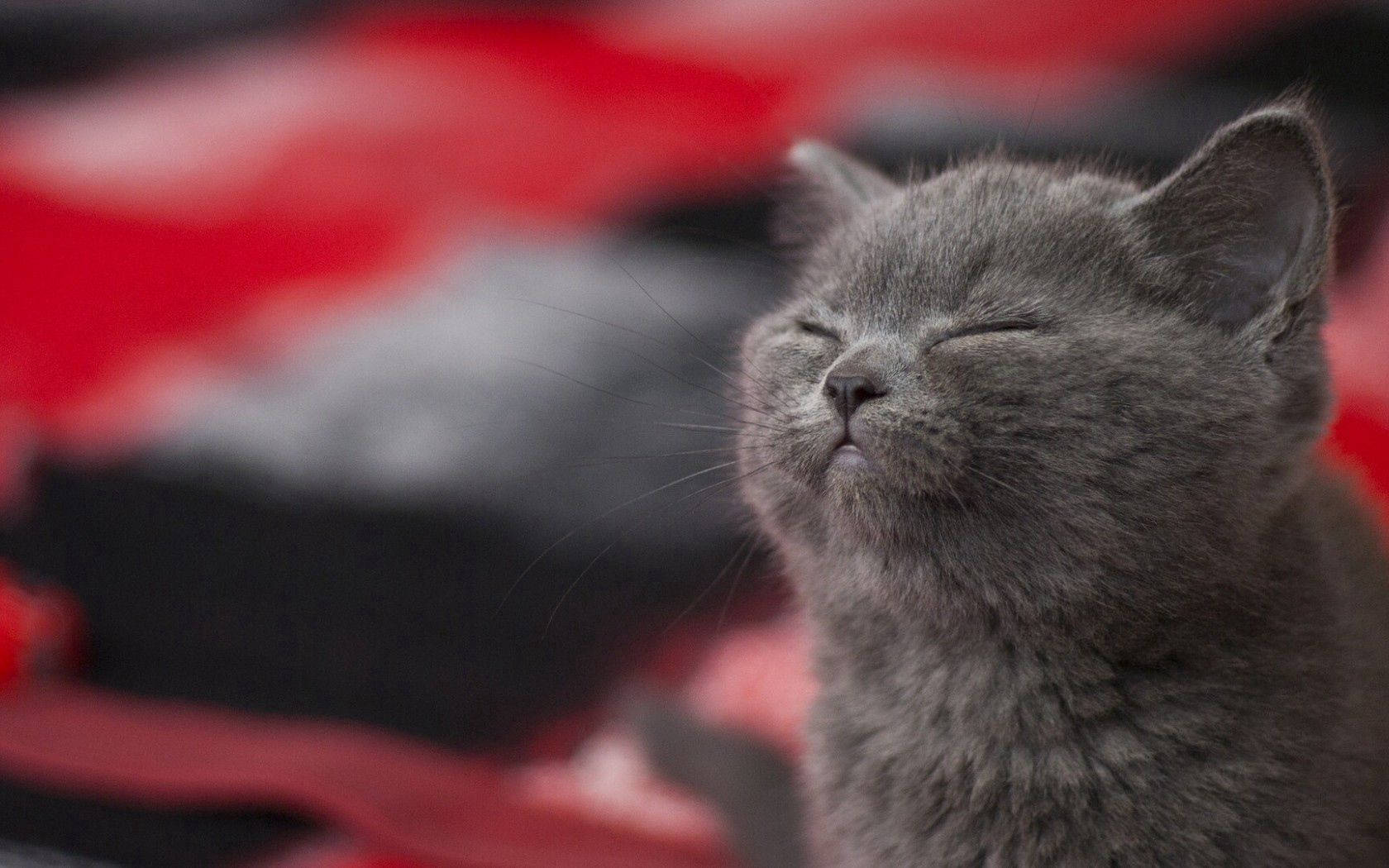 Adorable Sleepy Gray Cat