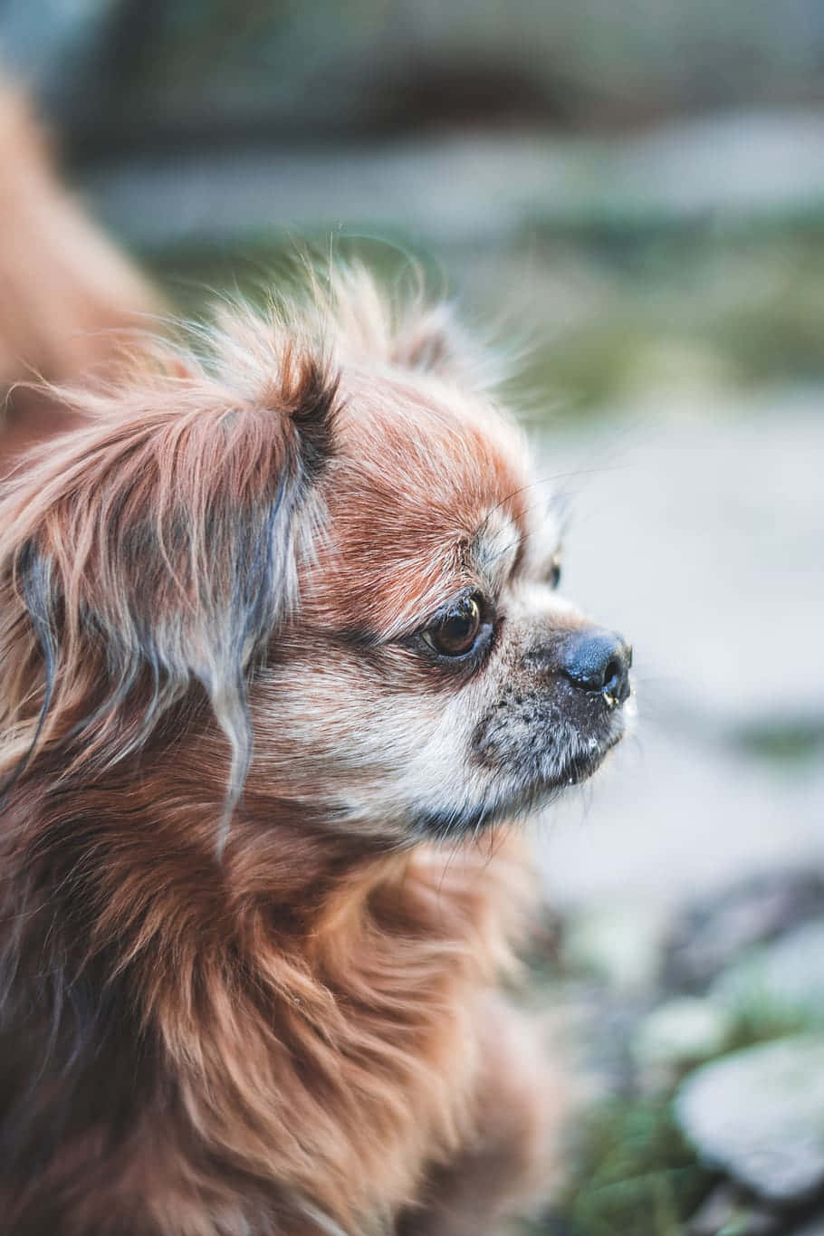 Adorable Small Dog Posing Outdoors Background