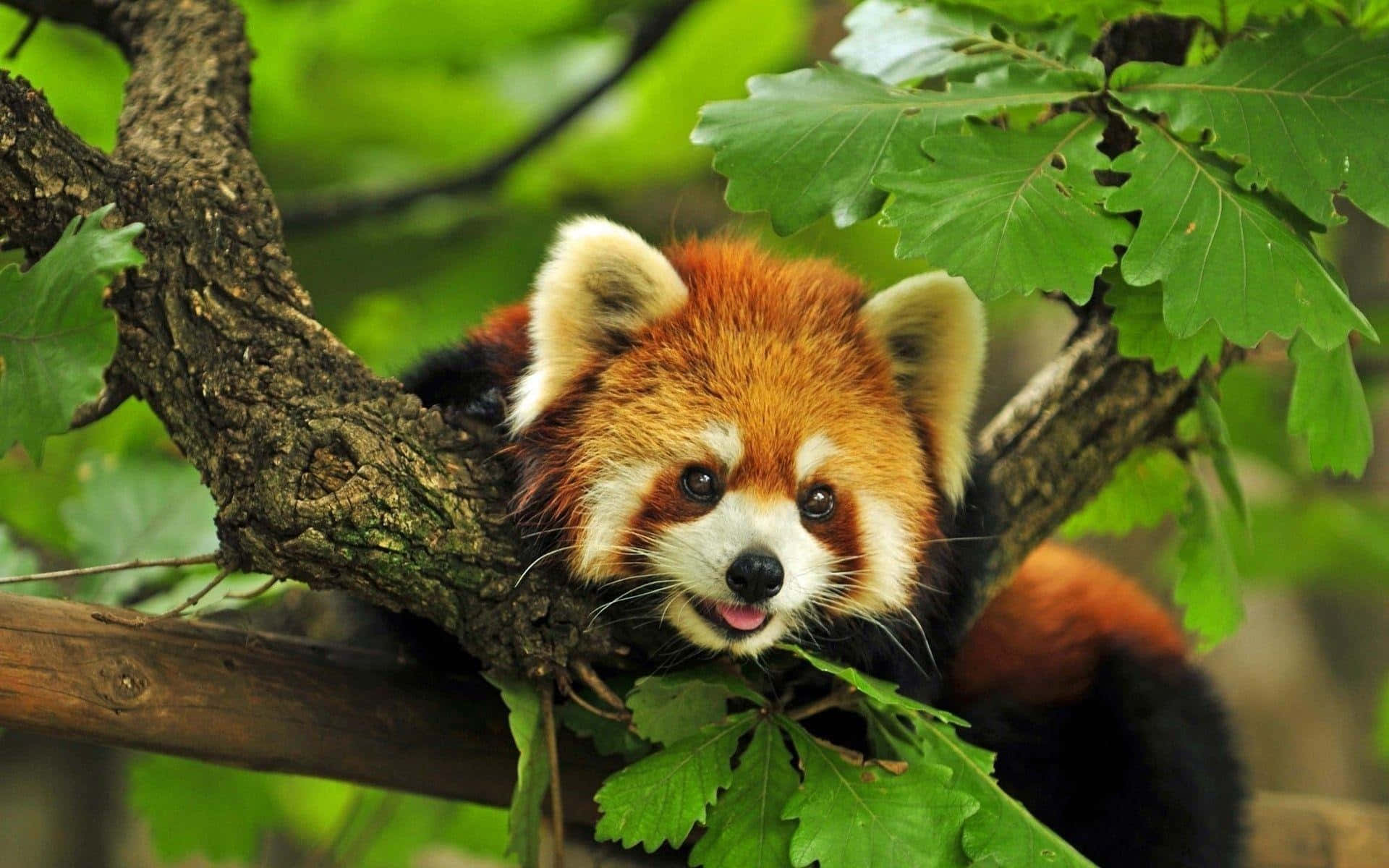 Adorable Snap Of Red Panda Laptop Background