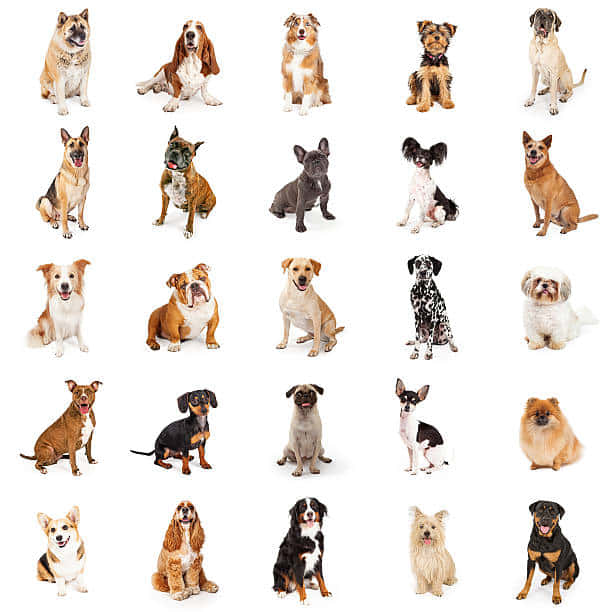 Adorable Snaps Of Different Dog Breeds