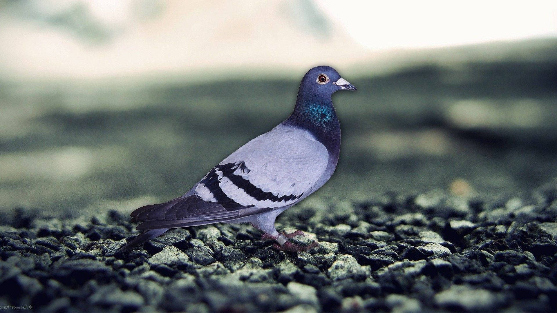 Adorable Standing Homing Pigeon Bird Background