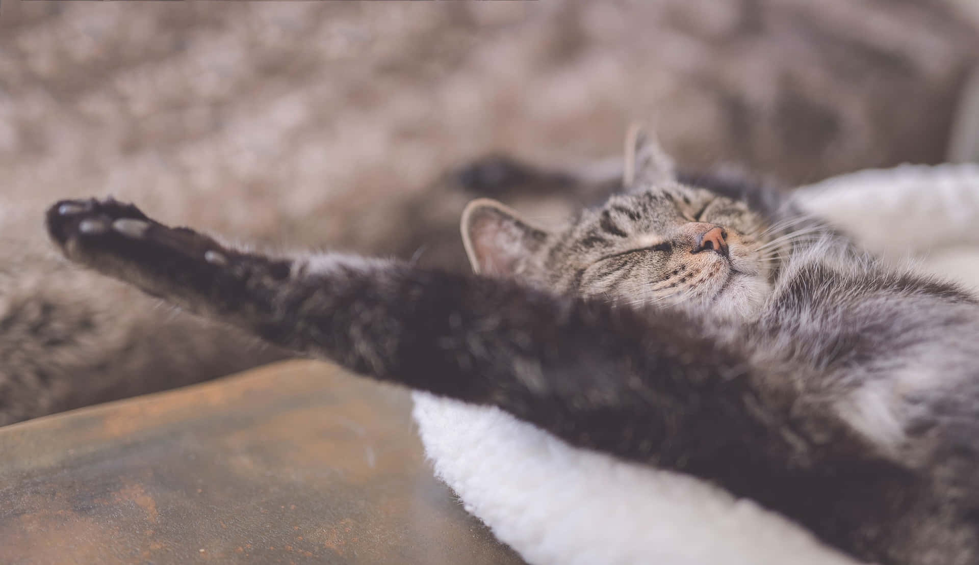Adorable Tabby Cat In Relax Position Background
