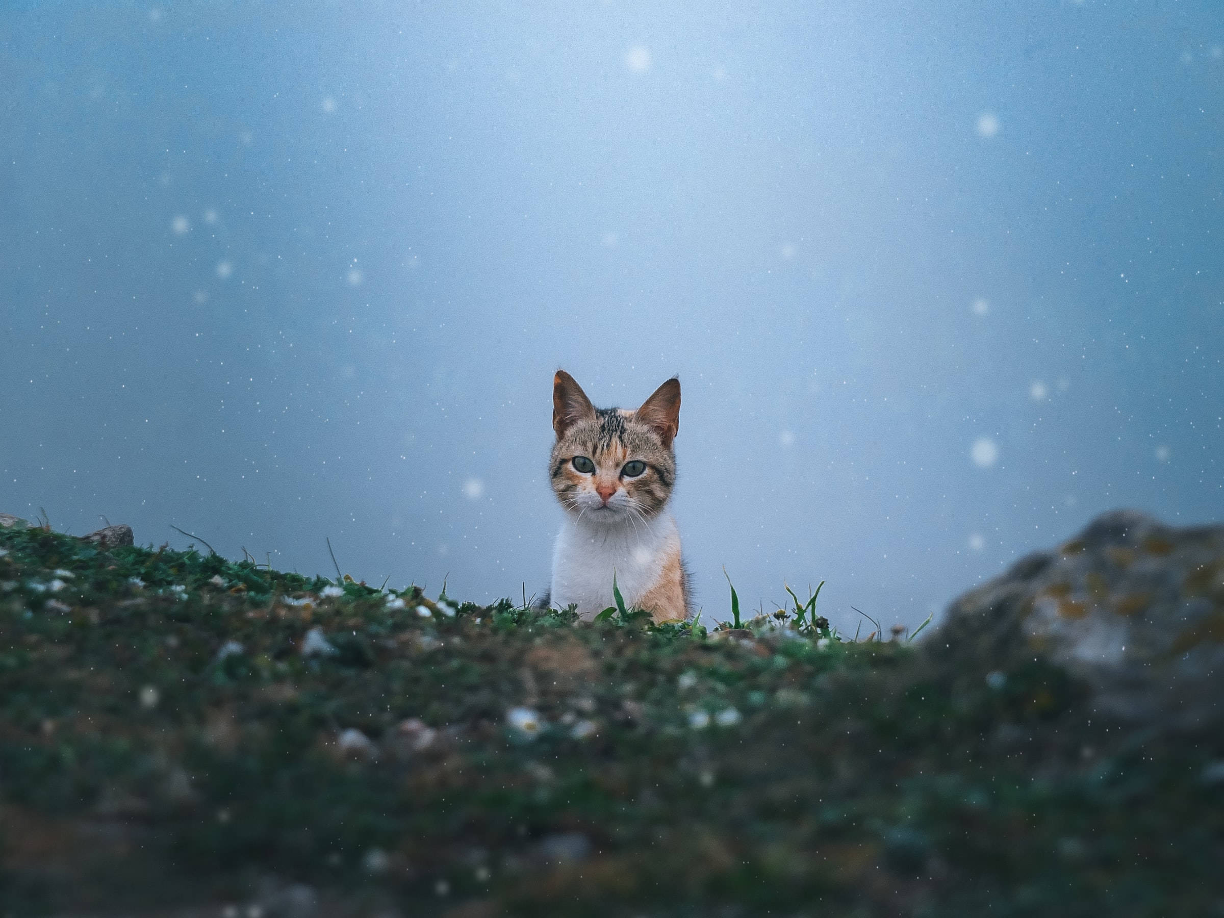 Adorable Tabby In Snow Cat Pfp Background