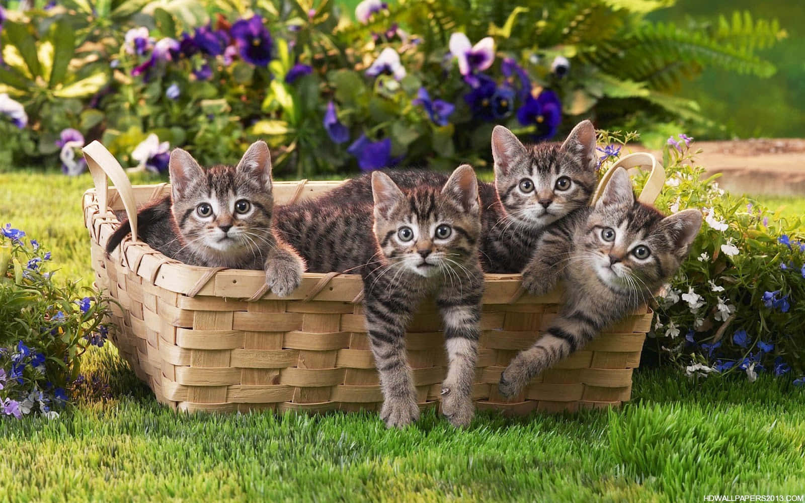 Adorable Tabby Kittens Snuggling In A Woven Basket