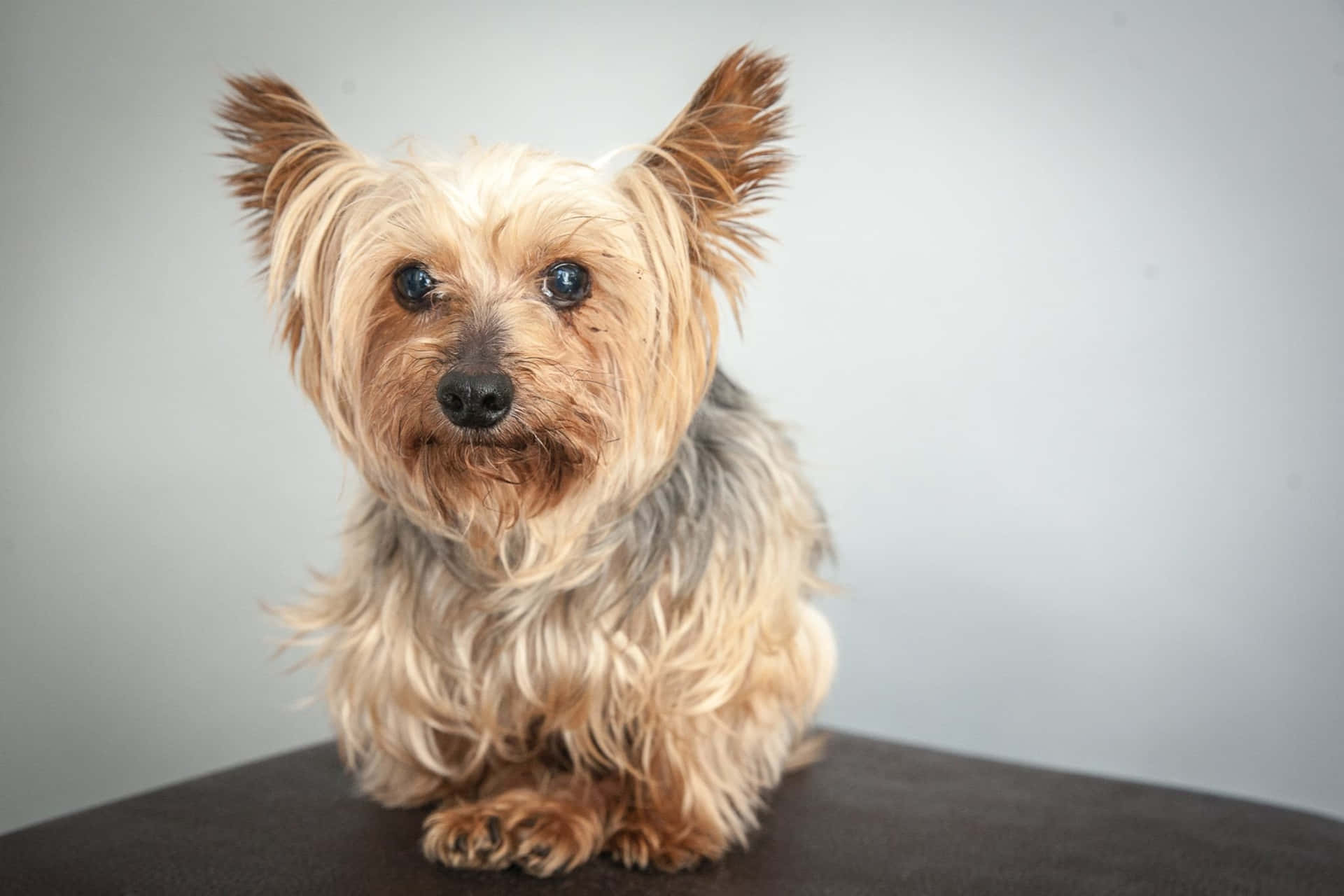 Adorable Teacup Yorkie Background