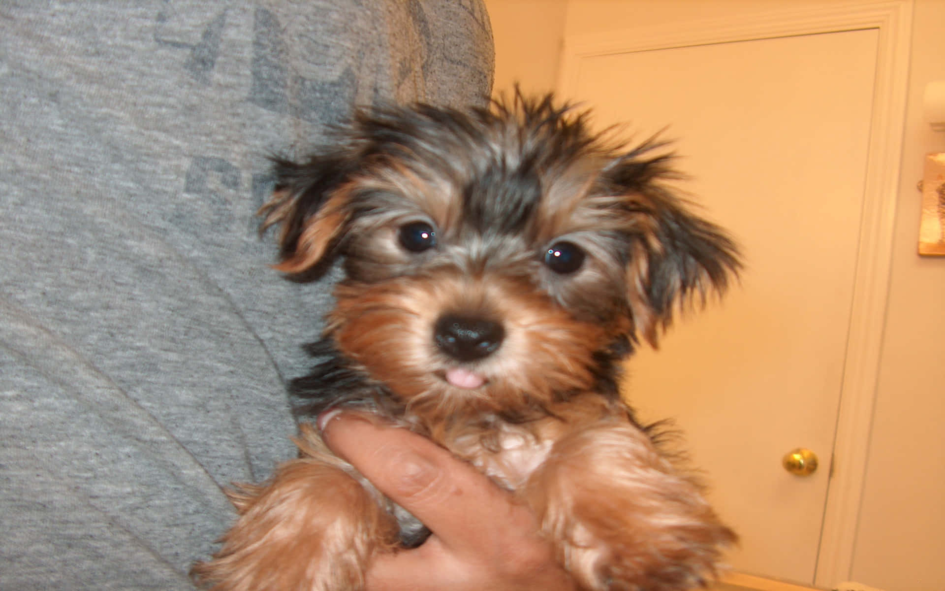 Adorable Teacup Yorkie Background