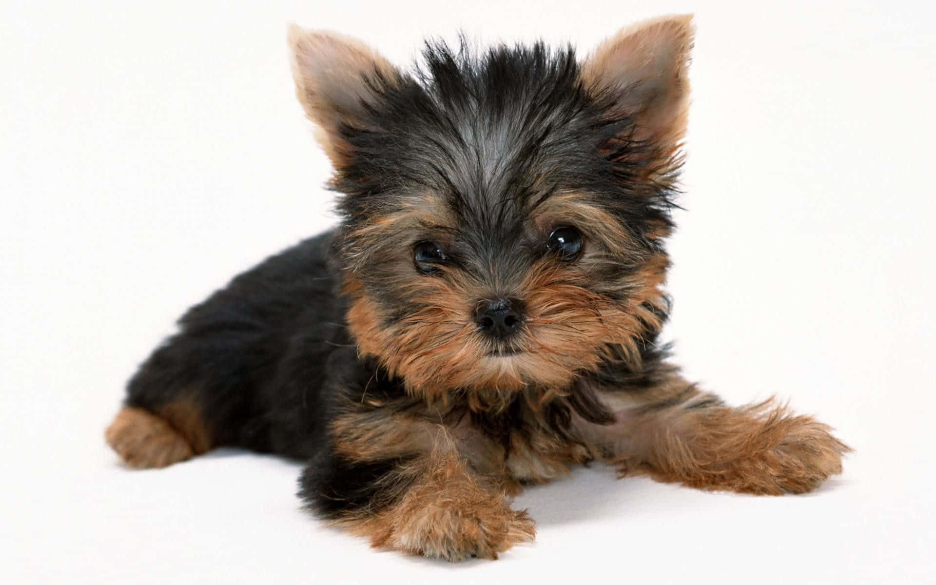 Adorable Teacup Yorkie Pawing Background