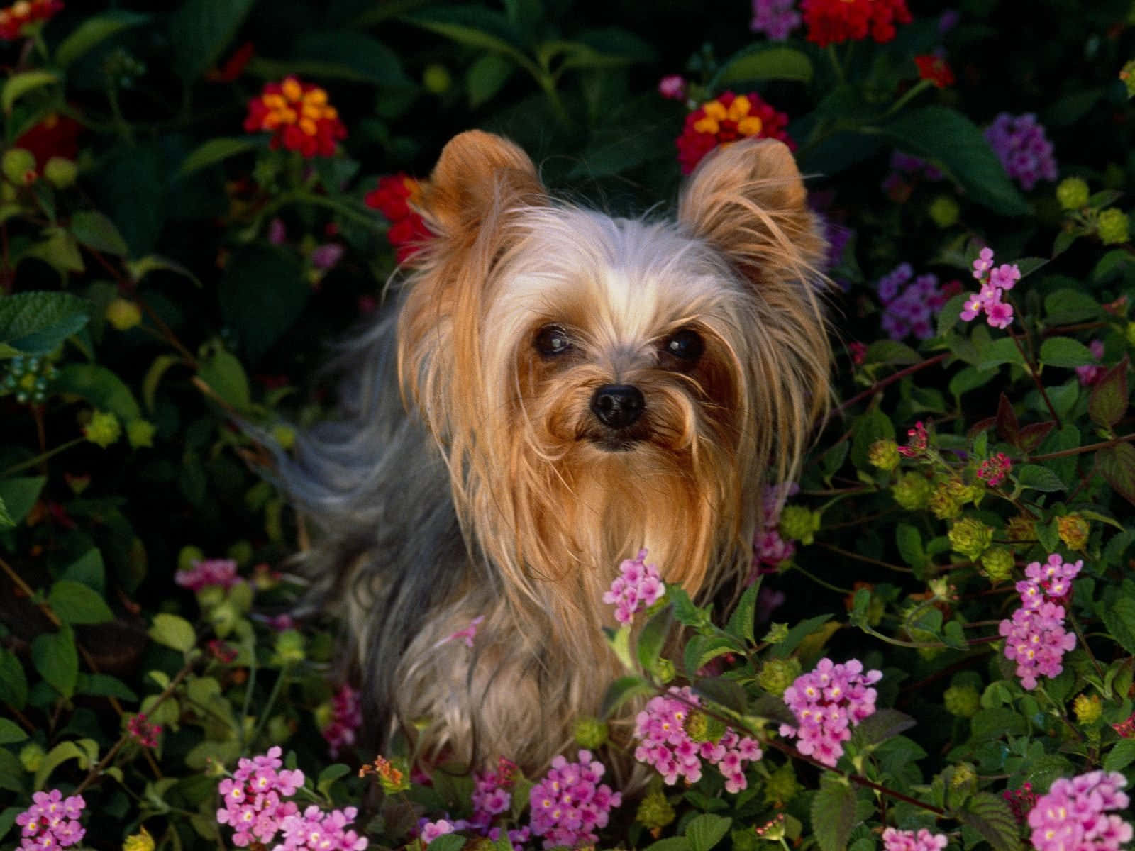 Adorable Teacup Yorkie Pup Background