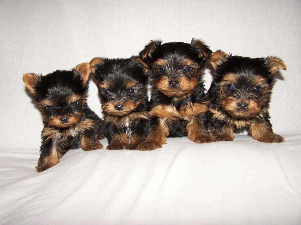 Adorable Teacup Yorkie Pup Background
