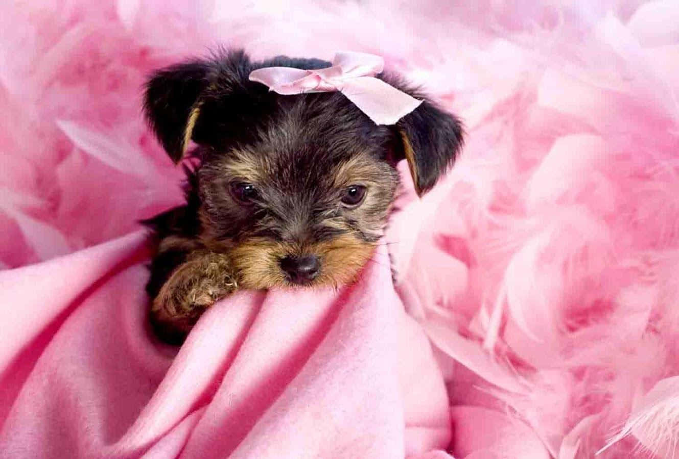Adorable Teacup Yorkie Puppy Background