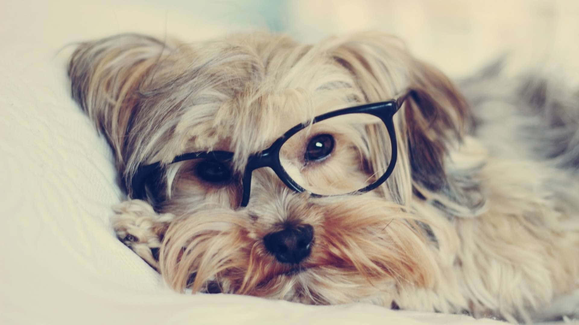 Adorable Teacup Yorkie Puppy Background