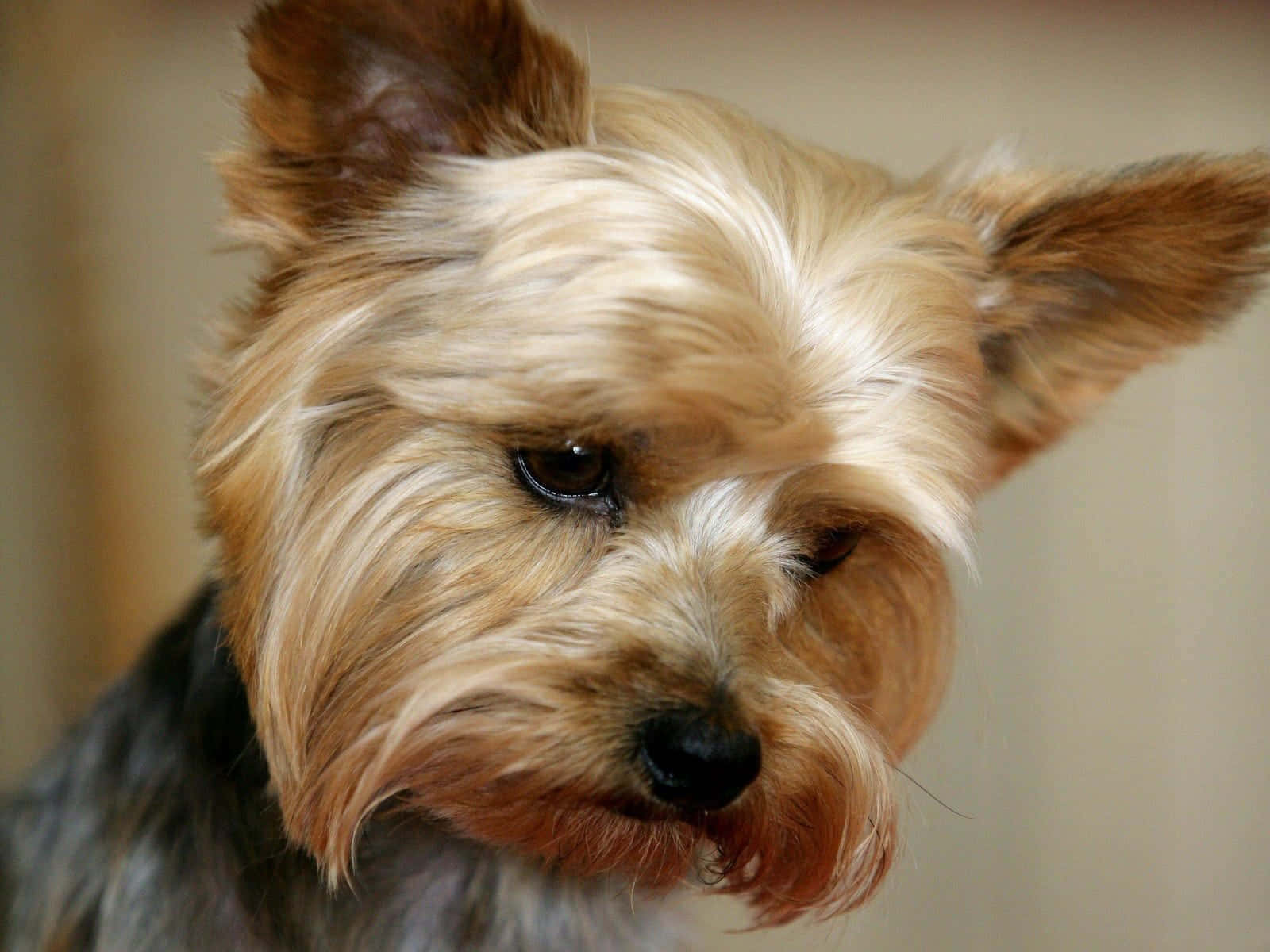 Adorable Teacup Yorkie Puppy Background