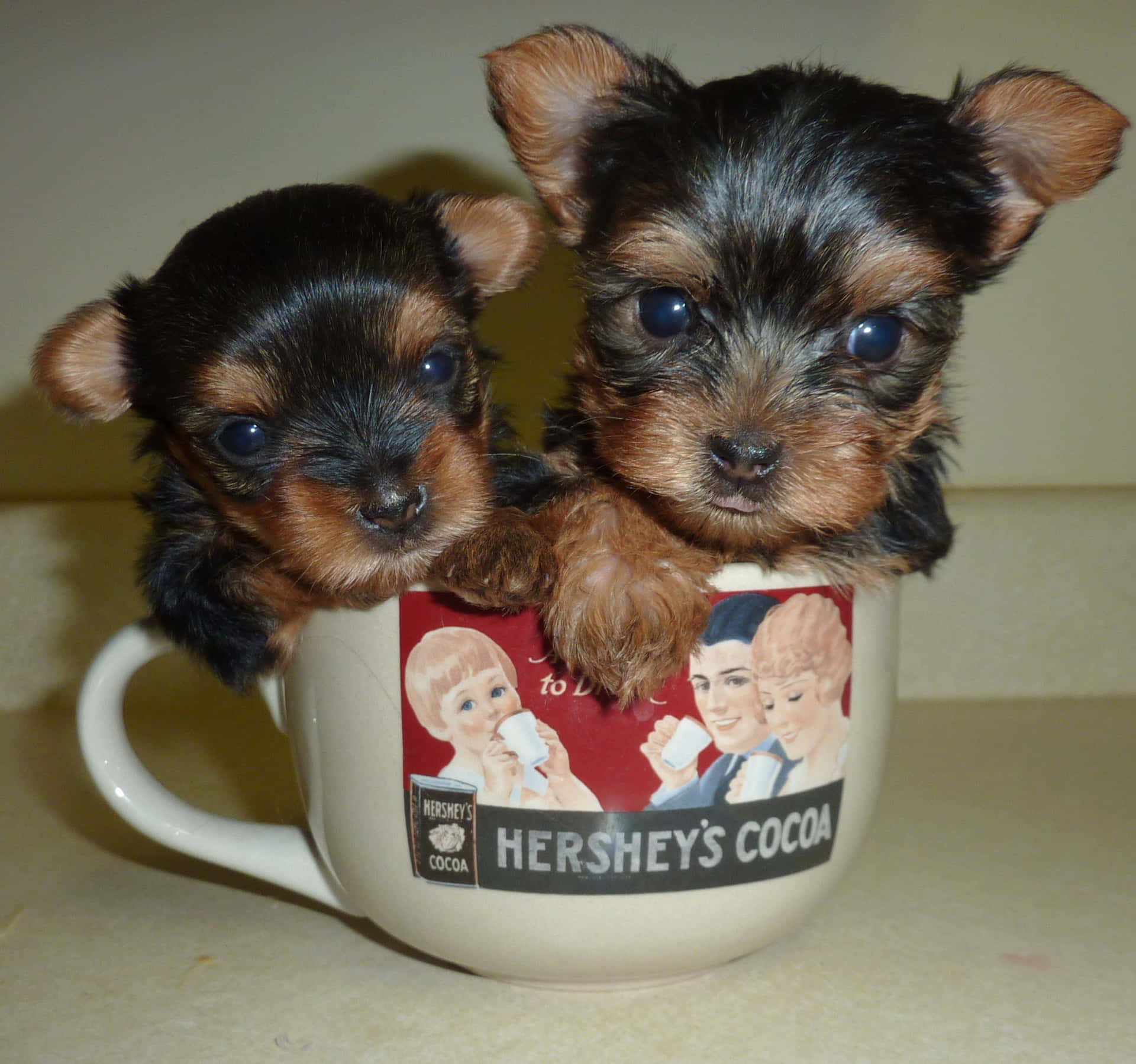Adorable Teacup Yorkie Puppy Background