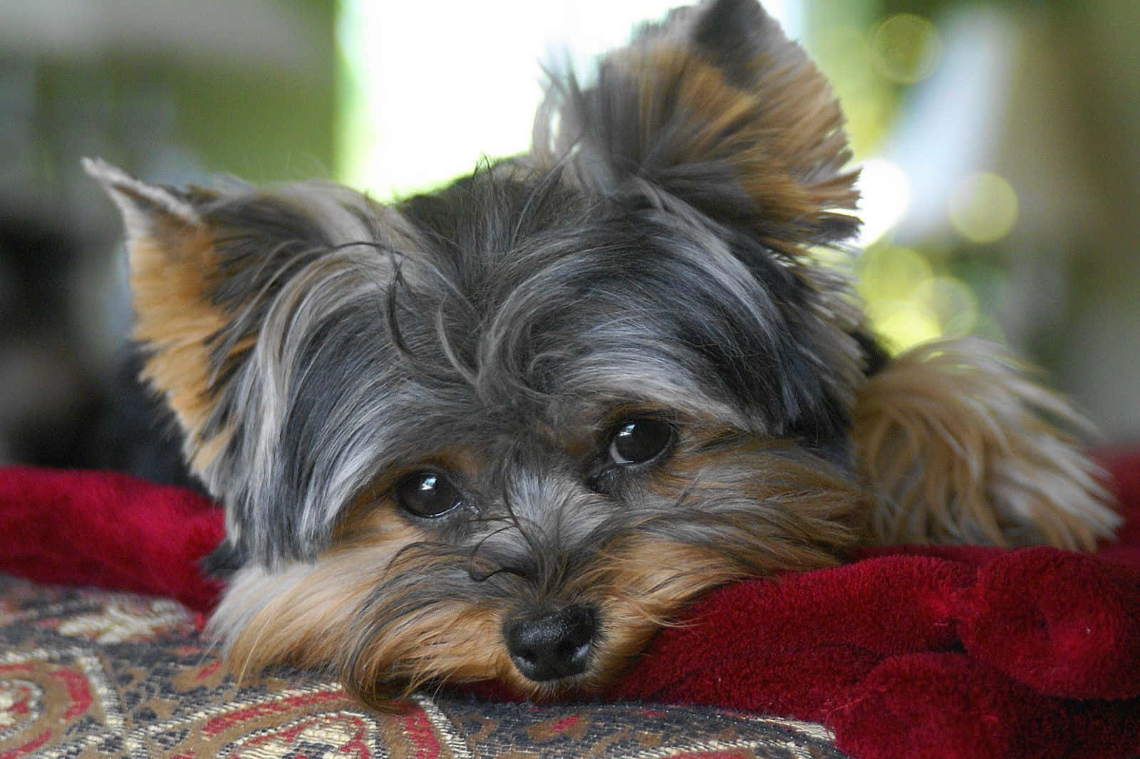 Adorable Teacup Yorkie Puppy Ready For A New Home Background