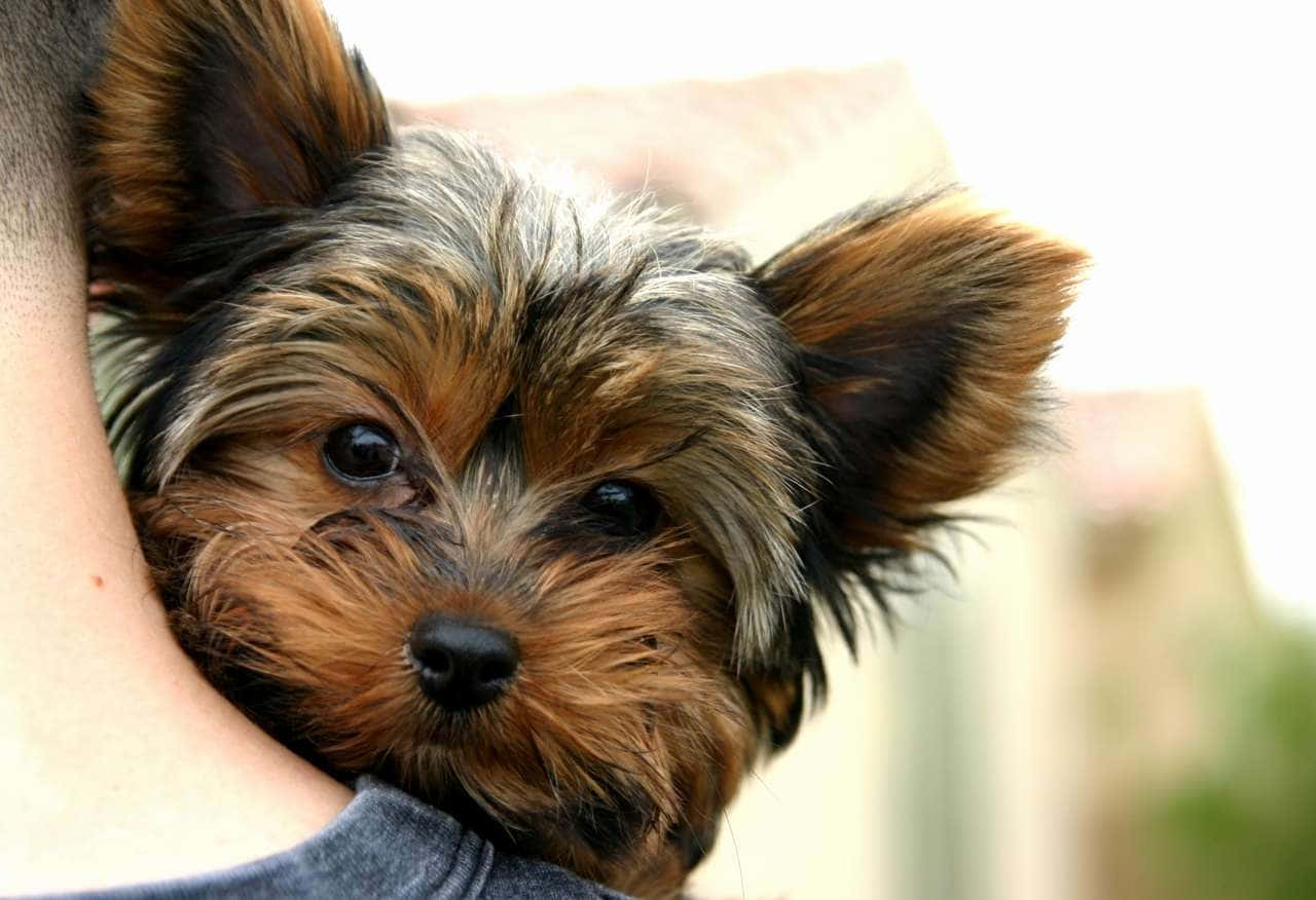 Adorable Teacup Yorkie Puppy Background