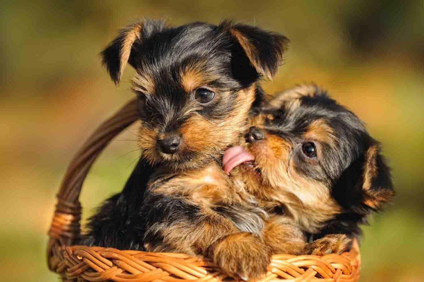 Adorable Teacup Yorkie Ready To Play Background