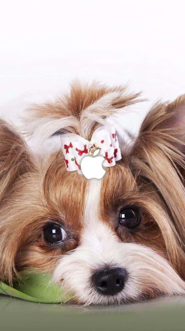 Adorable Teacup Yorkie With Its Big Brown Eyes Background