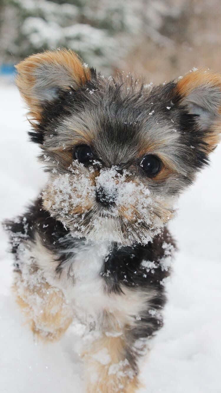 Adorable Teacup Yorkie Background