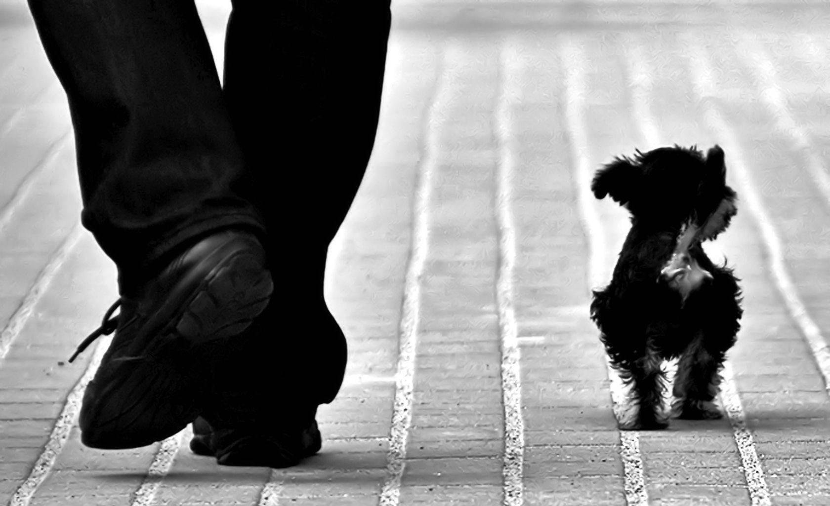 Adorable Tiny Black And White Dog With Its Human Companion Background