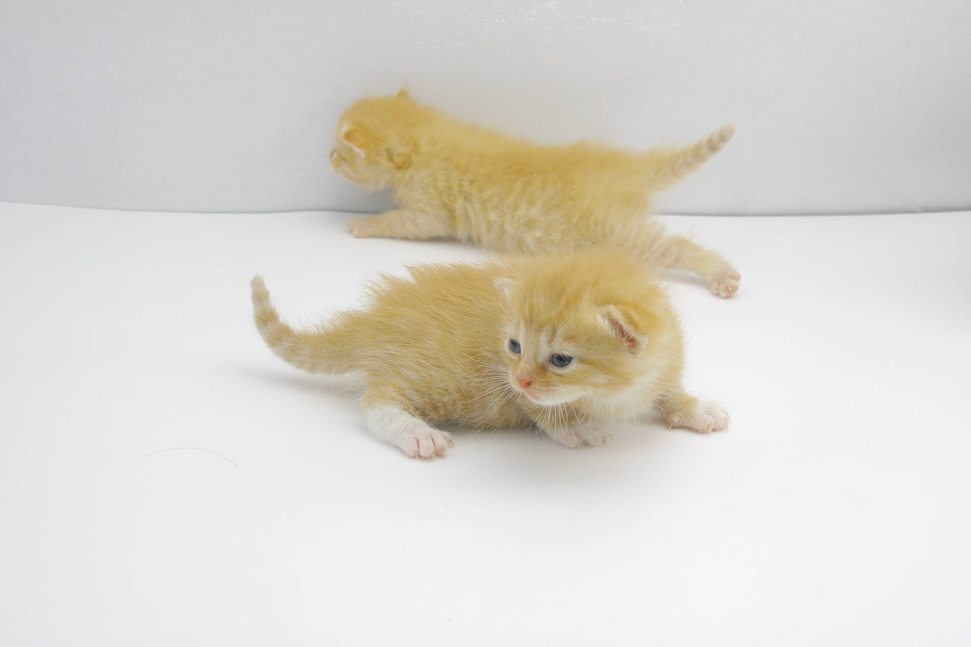 Adorable Tiny Fluffy Kittens