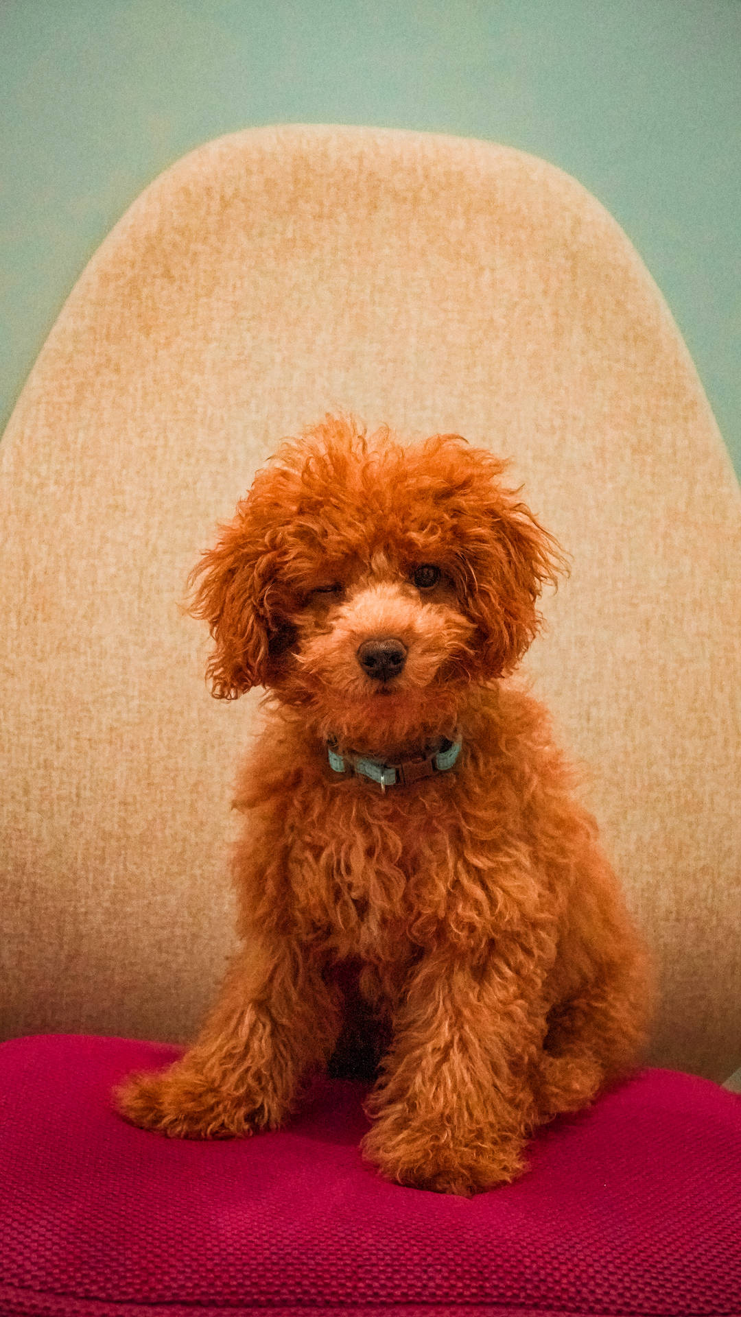 Adorable Toy Poodle Giving A Winky Face Background
