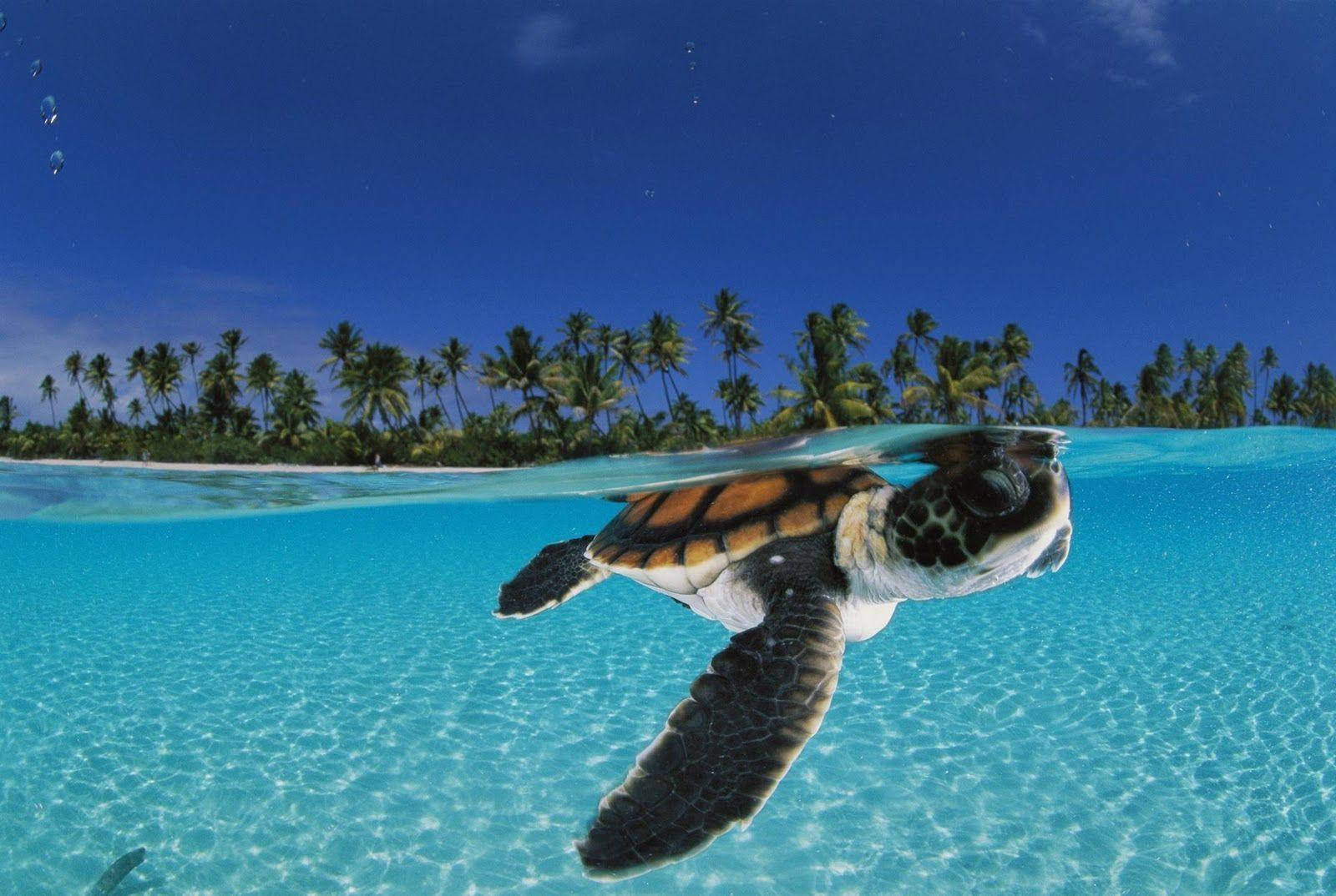Adorable Turtle Exploring The Blue Sea Background