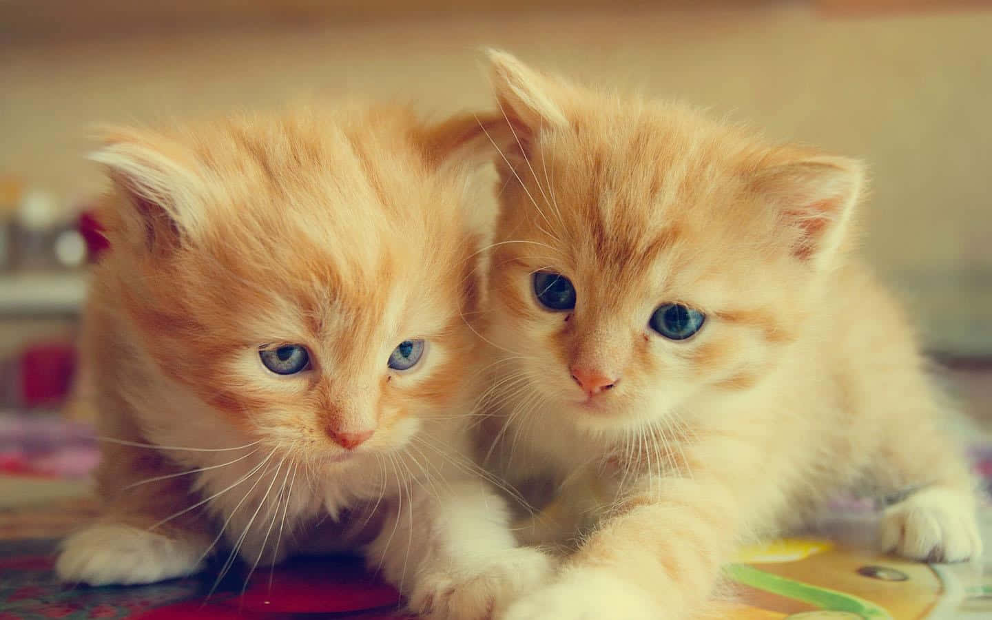 Adorable Twin Feline Pfps Background