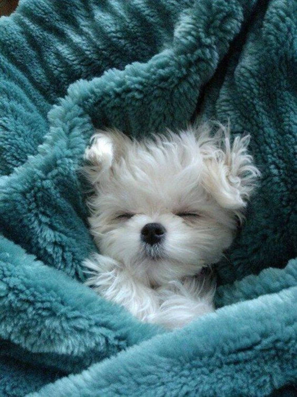 Adorable White Baby Dog Napping Peacefully