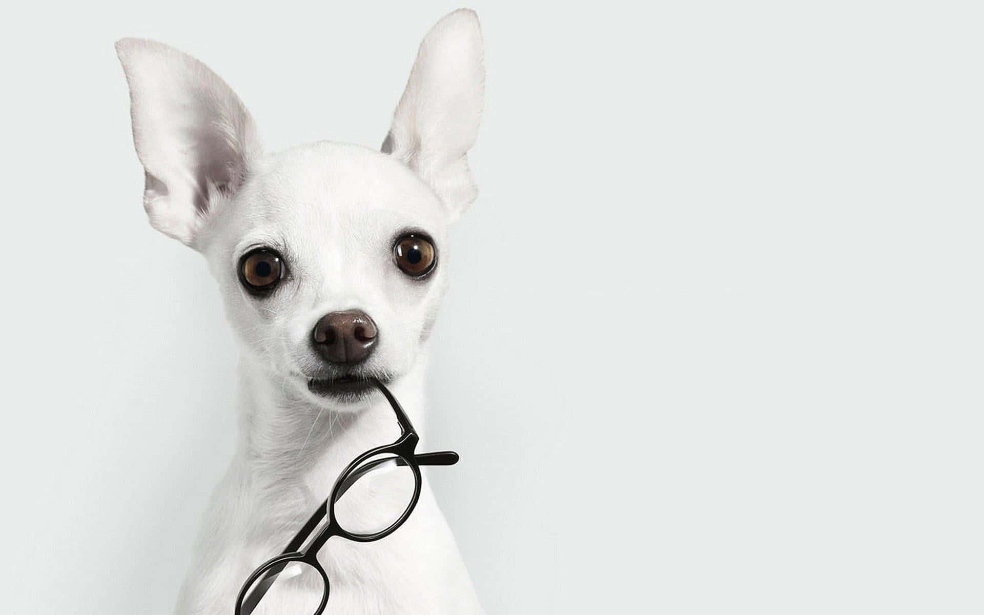 Adorable White Chihuahua Playfully Biting A Pair Of Eyeglasses Background