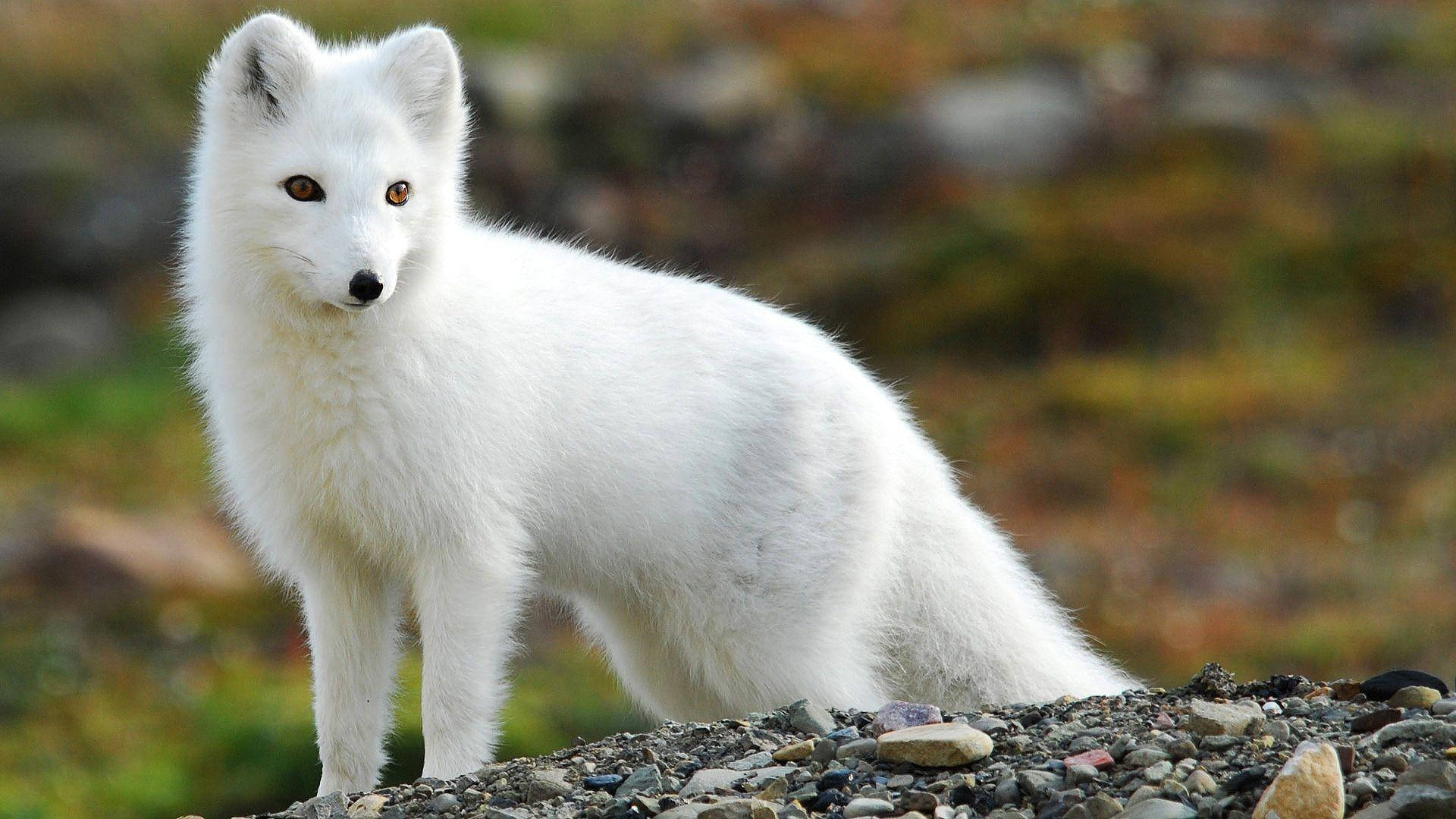 Adorable White Fox Background
