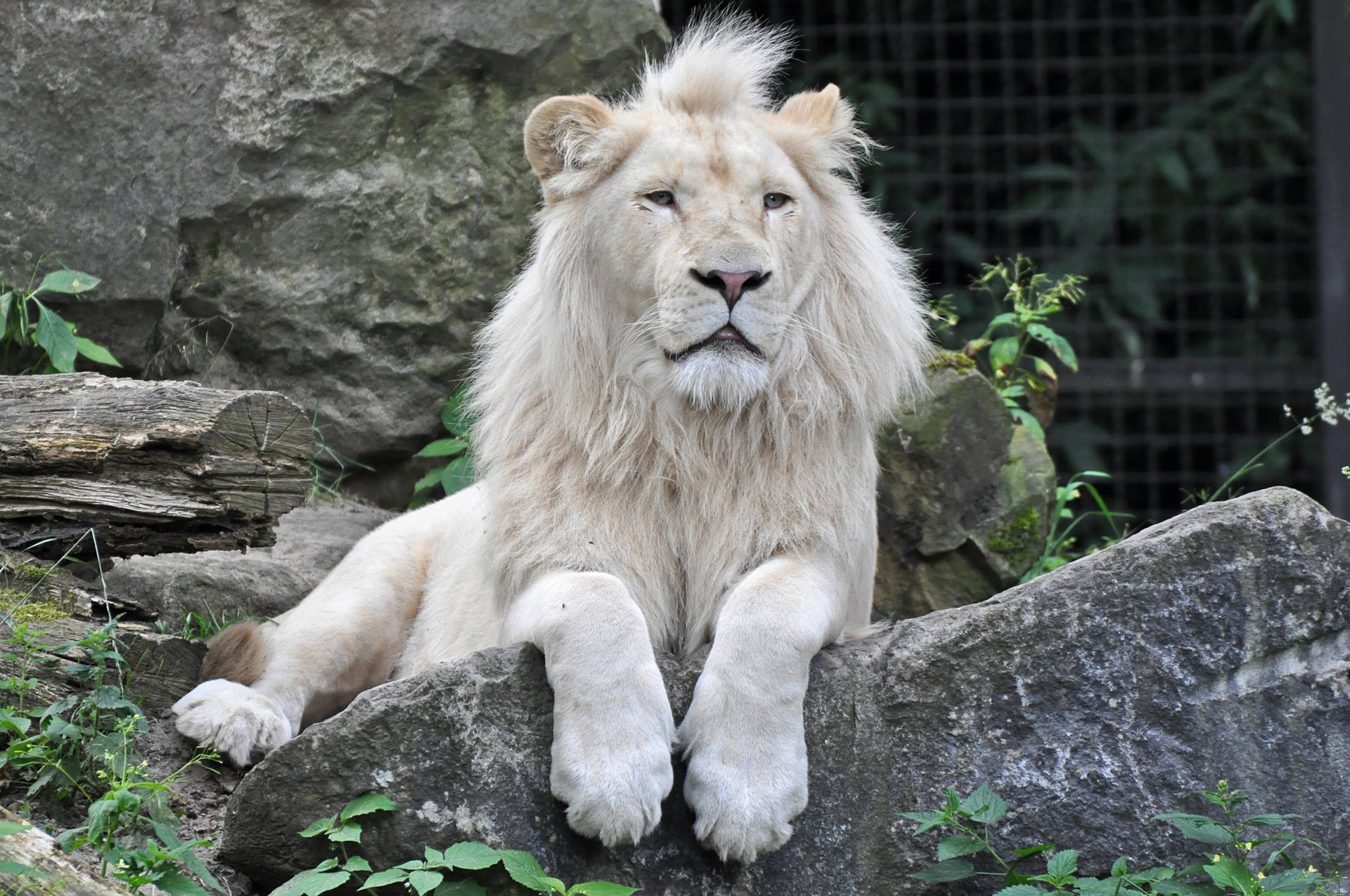 Adorable White Lion Background