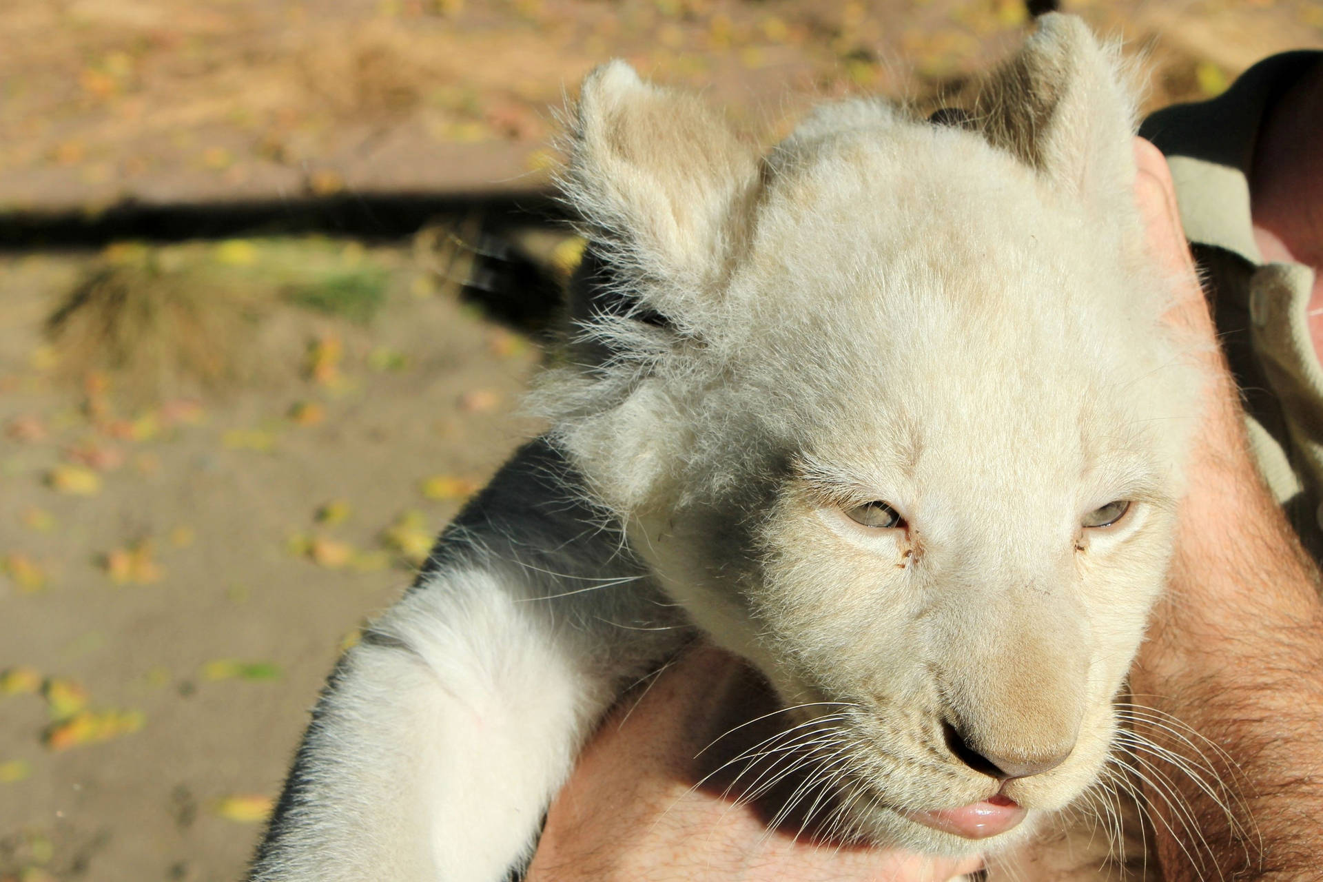 Adorable White Lion Cub Being Lovingly Held