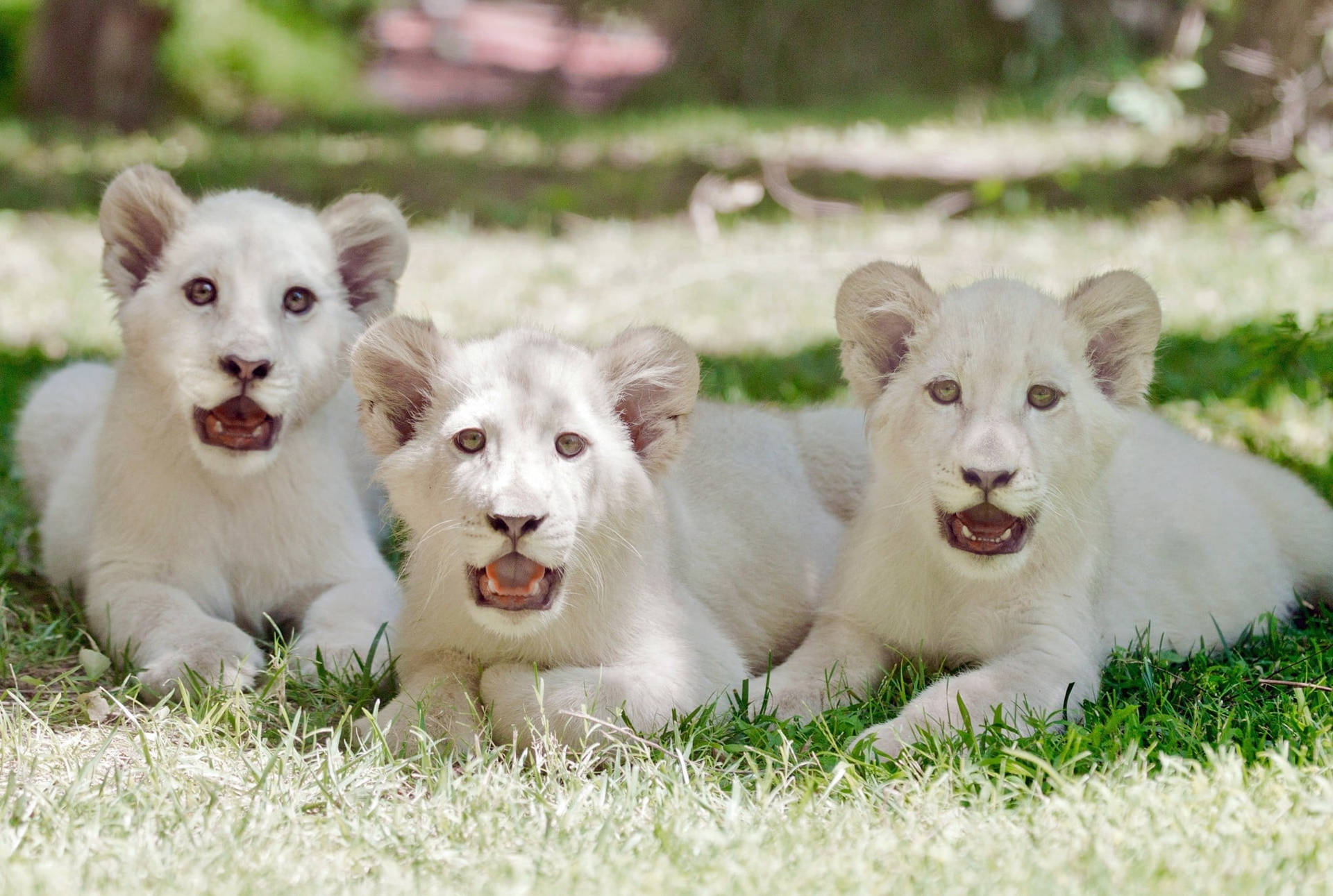 Adorable White Lions Background