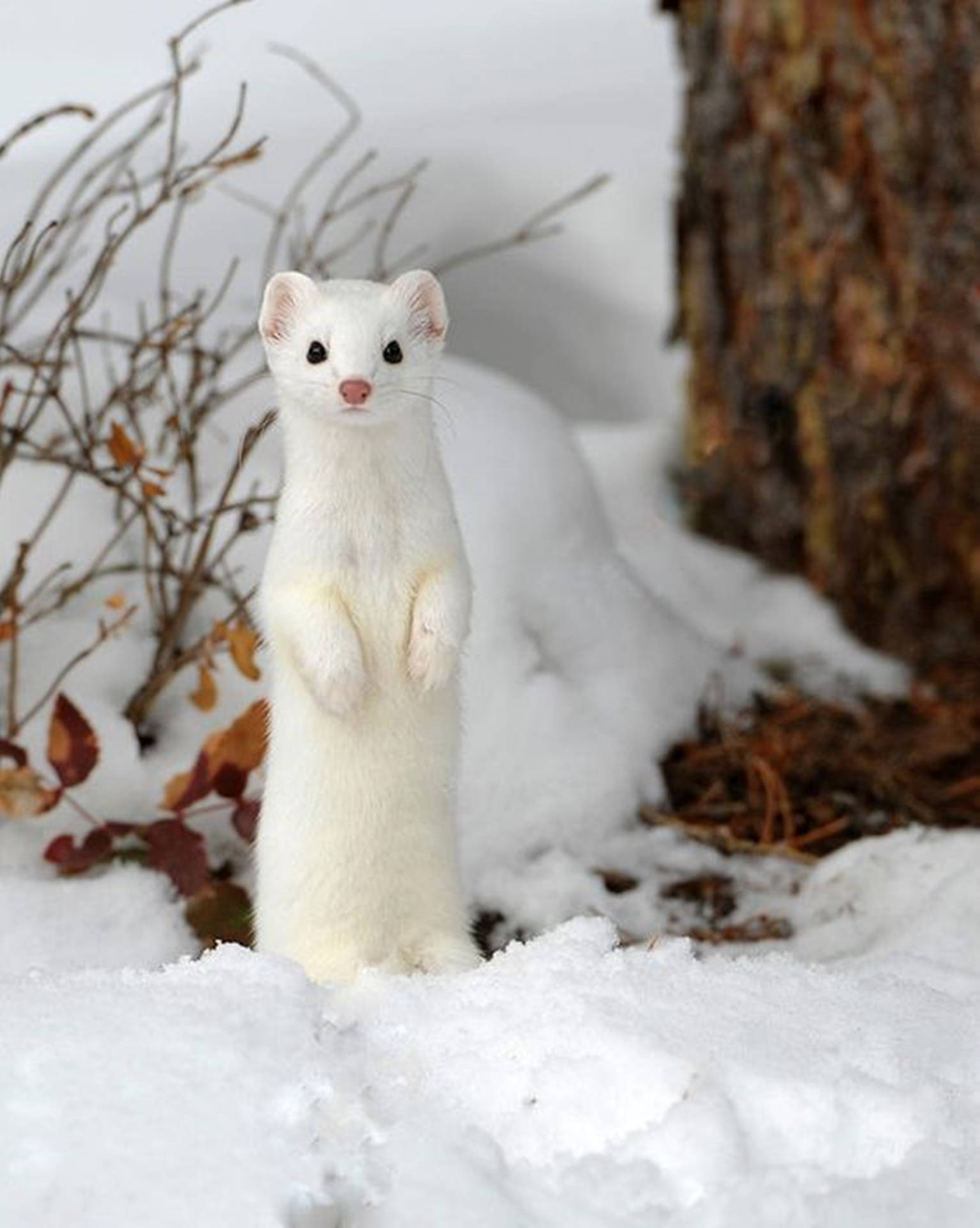 Adorable White Mink