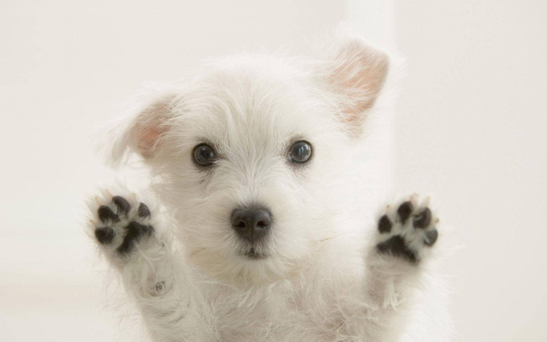 Adorable White Puppy Paws Up Background