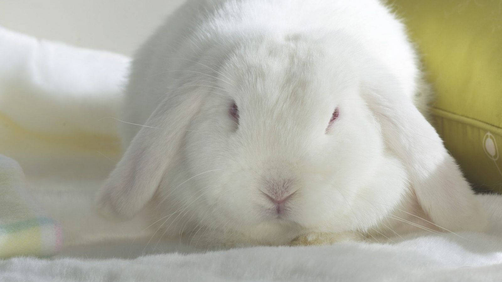 Adorable White Rabbit Background