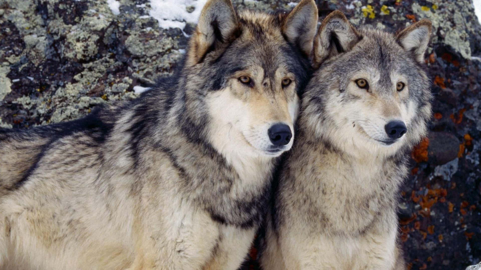 Adorable Wolf Cubs In Nature Background