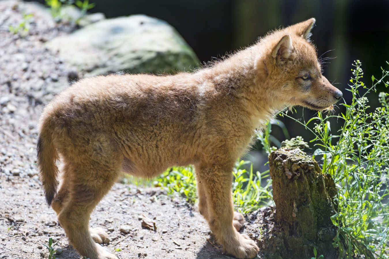 Adorable Wolf Pup Exploring Nature