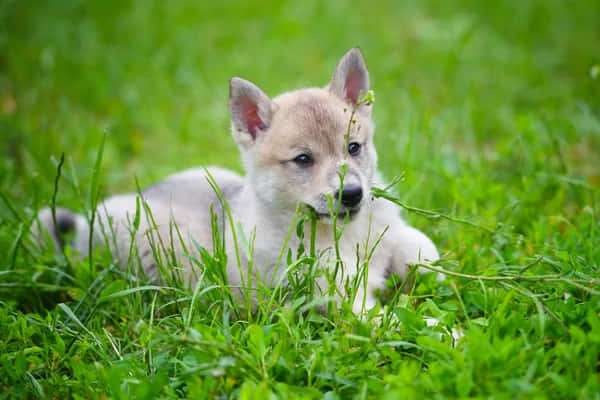 Adorable Wolf Pup Exploring Nature Background