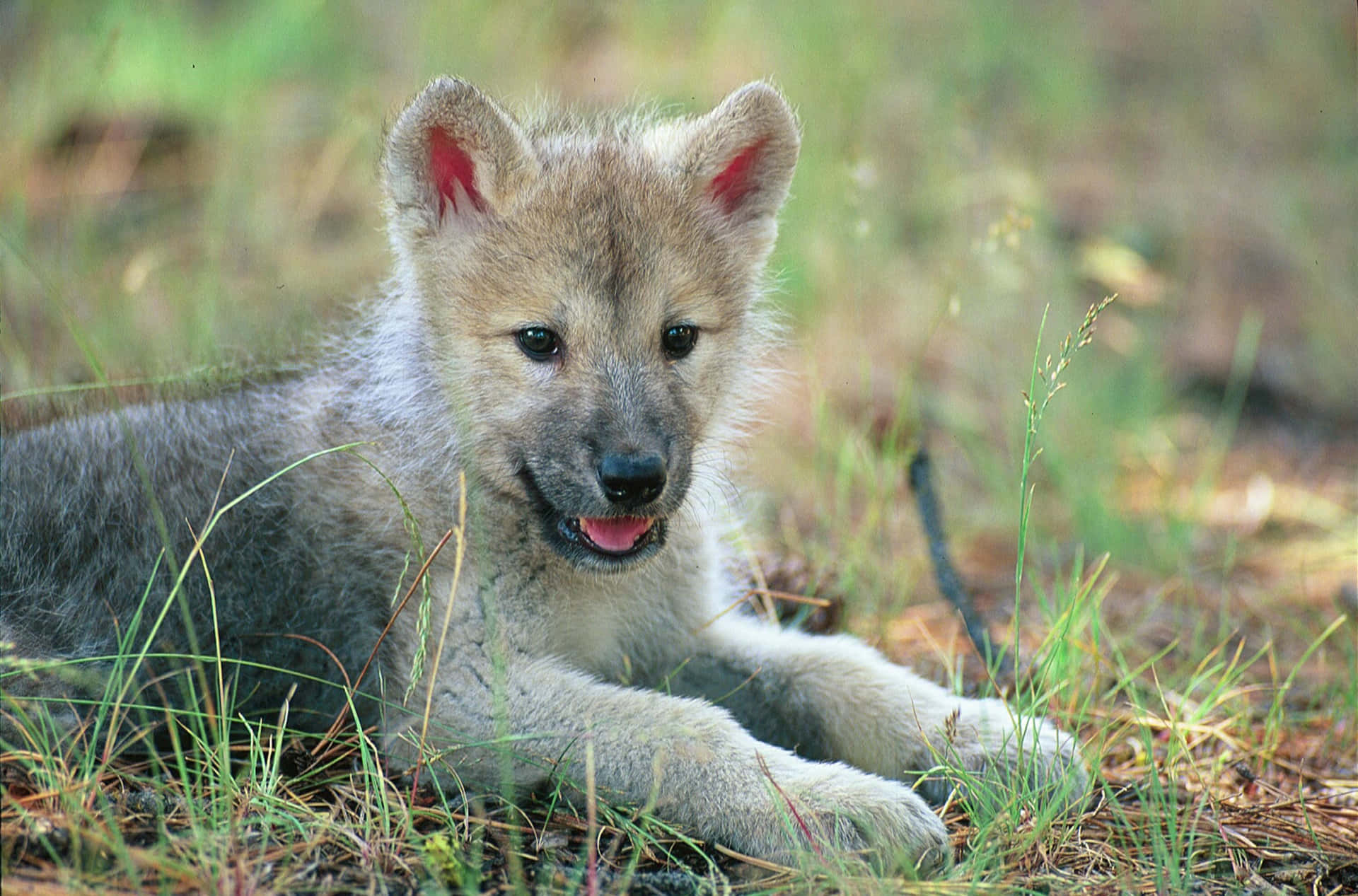 Adorable Wolf Pup Exploring The Beautiful Forest Background