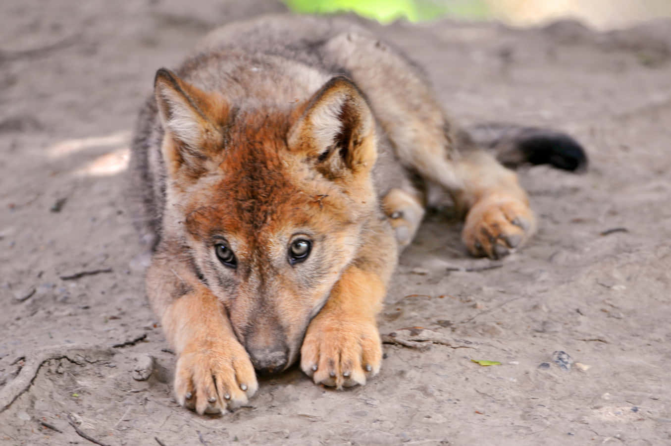 Adorable Wolf Pup Exploring The Wild